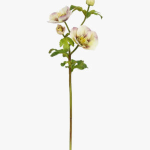 18" Hellebores Rose